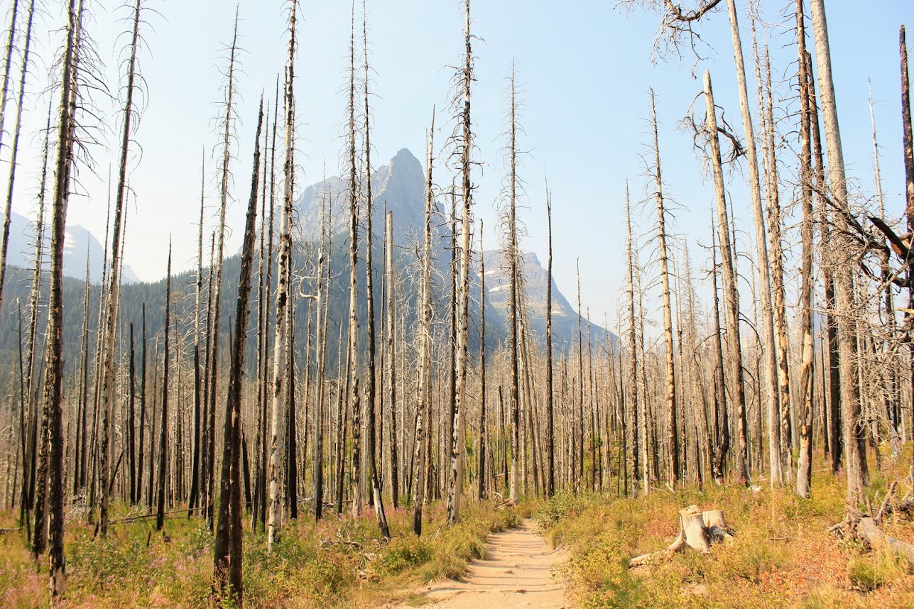 Burnt Forest Trail 1